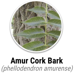 Amur Cork Bark