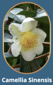 Camellia Sinensis