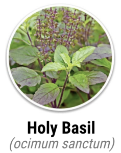 Holy Basil